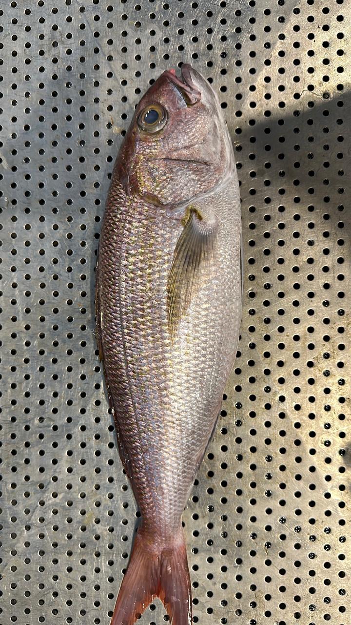 White Snapper